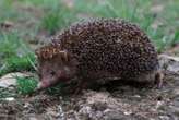 Unusual dark hedgehog from eastern China is new to science