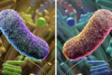 Mirror life: Scientists clash over threat of lab-engineered bacteria