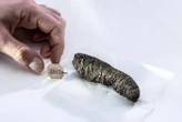 Lost books by ancient philosophers recovered from 'unreadable' scrolls
