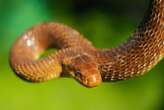 Invasive snake is surviving in Britain by living in attics and walls