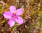 Nova espÃ©cie de flor Ã© descoberta no Parque do Rola-MoÃ§a, na Grande BH