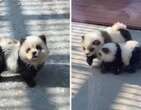 Cachorros viram pandas em zoolÃ³gico na China