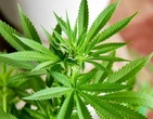 RelatÃ³rio da ONU aponta que maconha Ã© a droga mais usada no mundo