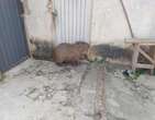 Capivara Ã© capturada dentro de casa em PoÃ§os de Caldas