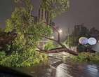 Chuva alaga vias e derruba Ã¡rvores em Belo Horizonte