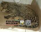 Jaguatirica morre com ferimentos causados por queimadas no Sul de Minas