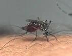 Vacina da dengue levarÃ¡ oito anos para se tornar efetiva