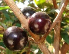 Casca da jabuticaba reduz inflamaÃ§Ã£o e glicemia em pessoas com sÃ­ndrome metabÃ³lica