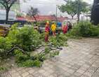 Chuva em BH: Ã¡rvore cai e danifica carros na Avenida Pedro II