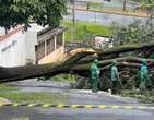 Chuva em BH: Ã¡rvore de grande porte cai e deixa quase 300 casas sem luz