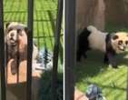 ZoolÃ³gico pinta cachorros para parecerem ursos panda