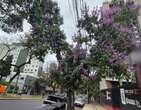 A flor lilÃ¡s que conquista olhares em Belo Horizonte, e nÃ£o Ã© do ipÃª