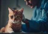 Tutor de gato: como tornar a ida ao veterinÃ¡rio menos estressante?