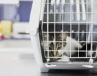 CÃ¢mara aprova projeto que libera animais em Ã´nibus de Belo Horizonte