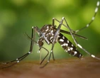 Dengue? Confira 5 dicas para te ajudar na recuperaÃ§Ã£o