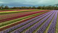 Ernest Turc, l'ultime créateur de bulbes à fleurs français