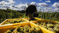 Loire, bourgogne, bordeaux… : le plongeon général de la production de vin