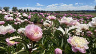 La pivoine, nouvel or vert du Var