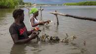 Les huîtres de mangrove, trésor des femmes sénégalaises