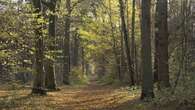 La forêt de Chantilly, laboratoire de l'adaptation au réchauffement climatique