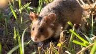 Hamster d'Alsace : une lente reconquête du territoire