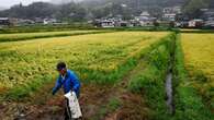 Comment le Japon s'est condamné à manquer de riz