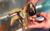 « Compléments alimentaires pour animaux », plastiques biodégradables ou biostimulants… Des débouchés identifiés pour les étoiles de mer