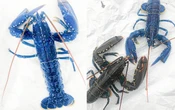 « La couleur était complètement folle ! » : dans le Finistère, il sort un homard bleu de ses casiers