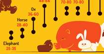 La scienza dietro i battiti del cuore del regno animale. In un grafico