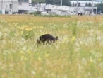 VIDEO: Oso provoca cierre y cancelaciones en un aeropuerto de Japón