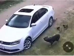 Graban a sujeto que abandona a una perrita junto a sus cachorros; los avienta desde el coche