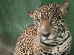 VIDEOS | Jaguar herido con más de 30 disparos es salvado en el río Negro