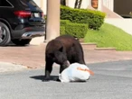 Primero un puma, ahora graban a oso en busca de comida por calles de Monterrey