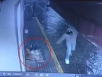 Piden justicia para perrito agredido por sujeto que le arrojó botella mientras dormía