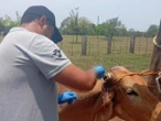 Confirman cuarto caso humano de gusano barrenador en Chiapas