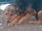 Vinculan a proceso a pareja de adolescente por matar a un perro, en NL