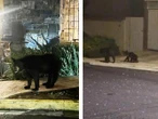 Familia de osos en zona habitacional moviliza a PC en Nuevo León