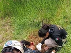 Jauría ataca a hombre en Tlaxcala y lo dejan malherido