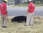 Oso negro pierde la vida tras ser atropellado en carretera de Nuevo León