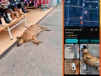 ¿Conoces al perro gordo de Texcoco? Google Maps, sí, de esta forma puedes llegar
