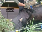 Capturan a oso que 'paseó' en plaza comercial de San Pedro