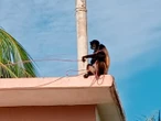 Profepa asegura a mono araña en finca de Guerrero