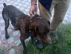 Abandonan a dos perros en una finca de Guadalajara; un pastor alemán fue hallado muerto
