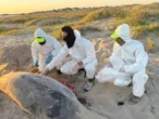 Recogen muestras de delfines muertos para autopsia tras lanzamiento del Starship
