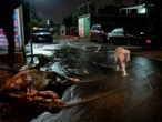 FOTOS: ¡Todos cuentan! Animales rescatados por lluvias; ¿Cómo ayudarlos?