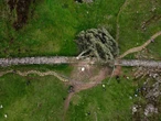 Condenan a dos hombres por haber talado el árbol más famoso de Inglaterra