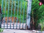 Reportan a tigre deambulando en Salinas Victoria, Nuevo León