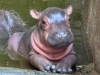 Este es el pequeño ‘Santiago’, el hipopótamo recién nacido en Chilpancingo