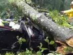 Árbol cae sobre auto en carretera y mata a dos personas 