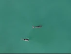 Falta mucho por hacer en el Día Internacional de la Vaquita Marina